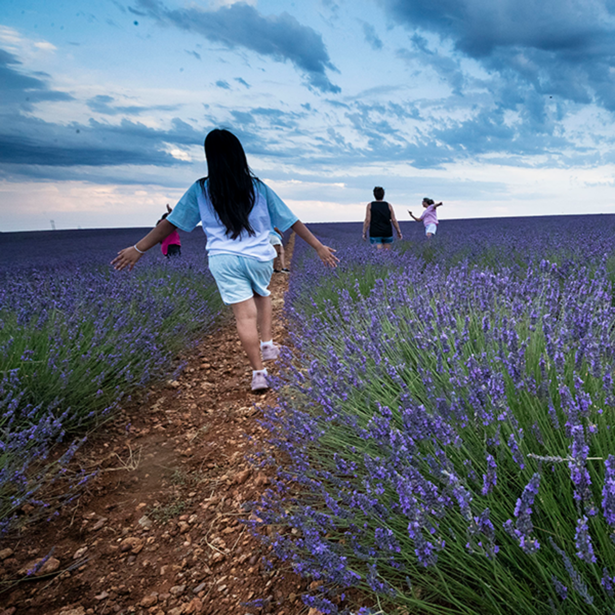 LavandaFest, Caleruega