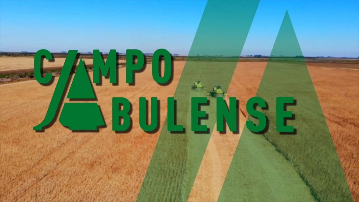Campo abulense