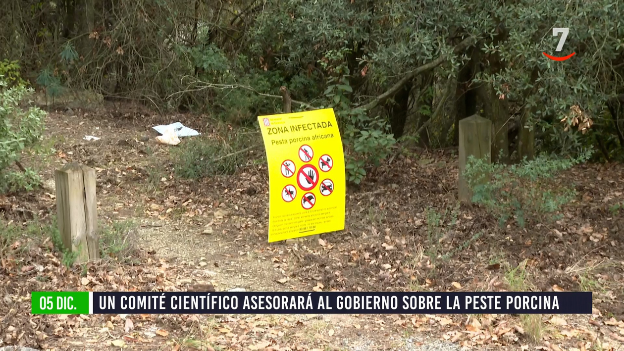Flash El campo al día (05/12/2025) Un comité científico asesorará al Gobierno sobre la peste porcina