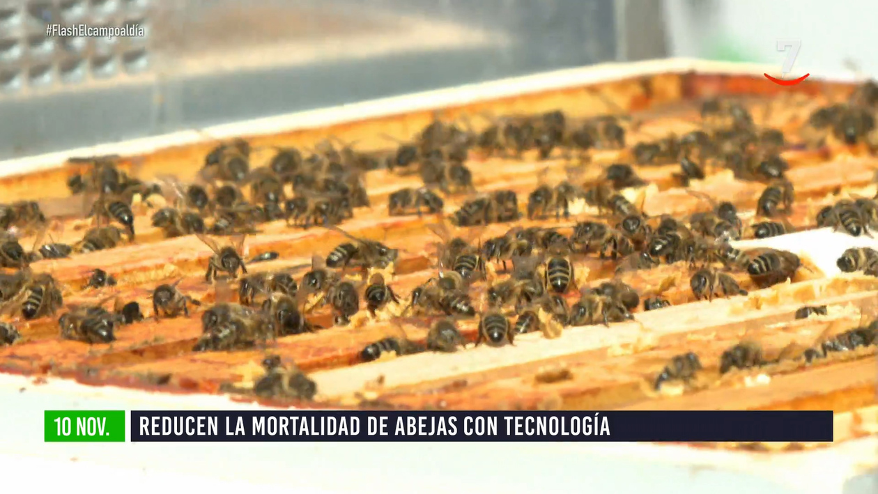 Flash El campo al día (10/11/2025): Reducen la mortalidad de las abejas con tecnología