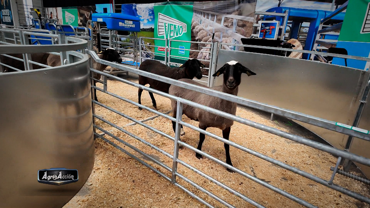T9/E13: Salón Profesional del Ovino de Zamora y el auge del alquiler de maquinaria agrícola