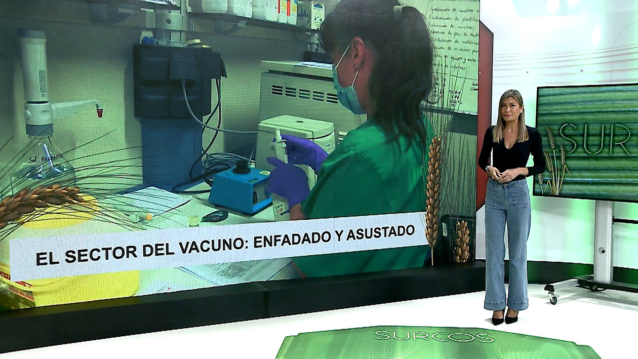 T17/E9: El sector del vacuno en alerta debido a una enfermedad