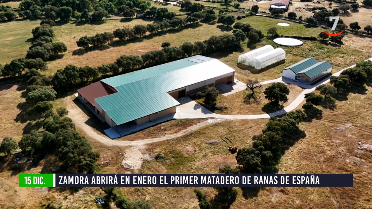 Flash El campo al día (15/12/2025): Zamora abrirá en enero el primer matadero de ranas en España