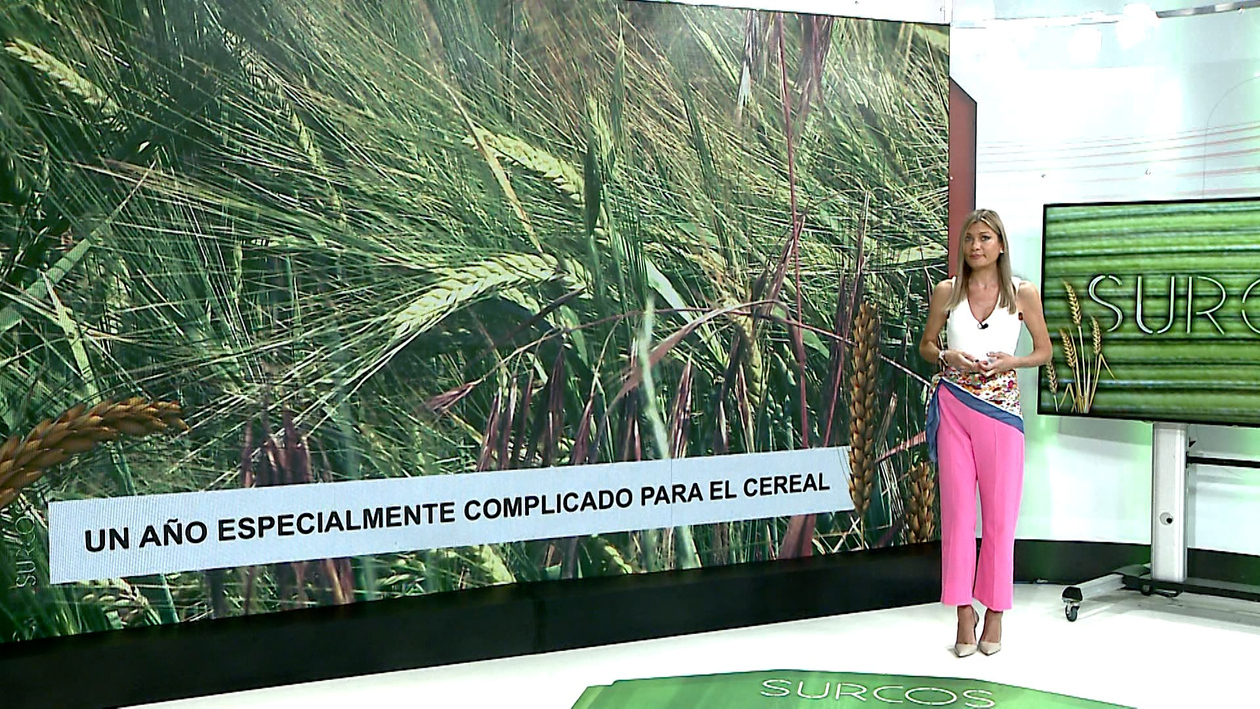 T17/E35: Las complicaciones para el agricultor que ha sembrado cereal se multiplican