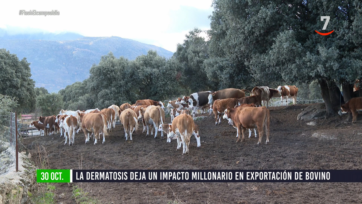 Flash El campo al día (30/10/2025)