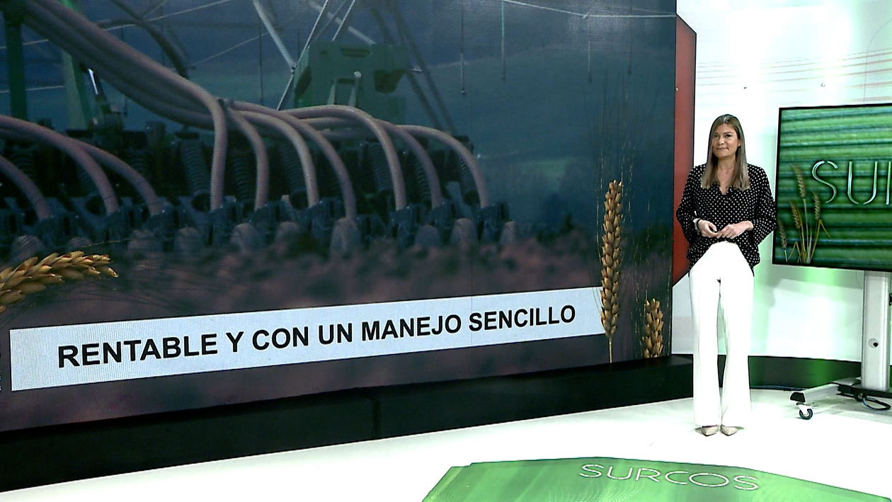 T17/E27: El cultivo de adormidera afianza superficie en Castilla y León
