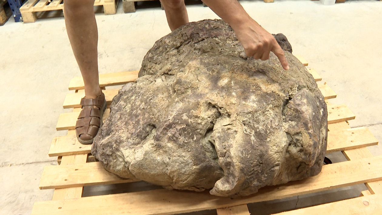 Hallan en la Sierra de la Demanda la huella de un dinosaurio gigante de hace 125 millones de años