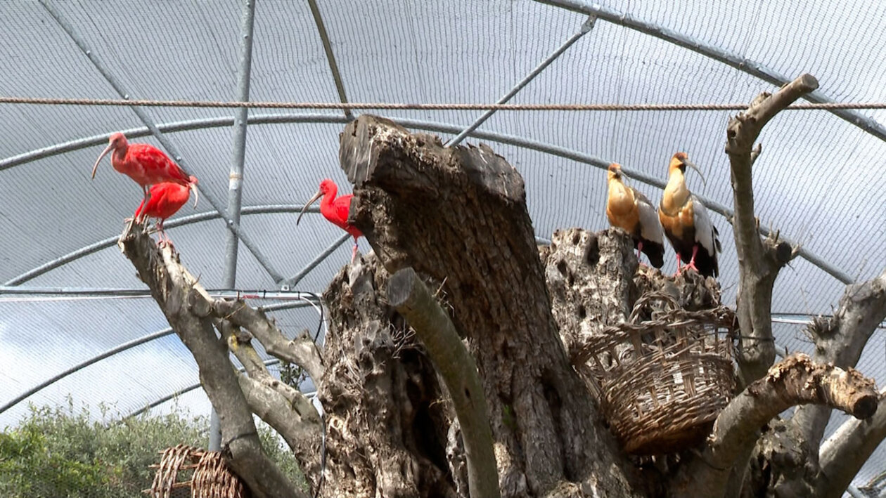 Un exótico aviario en medio de la meseta