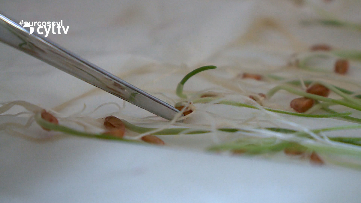 La edición genética abre la puerta a una nueva revolución en el campo