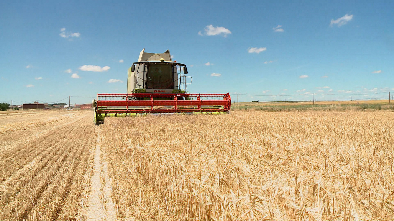 El sector del cereal encara una cosecha marcada por la incertidumbre y el peso de los costes