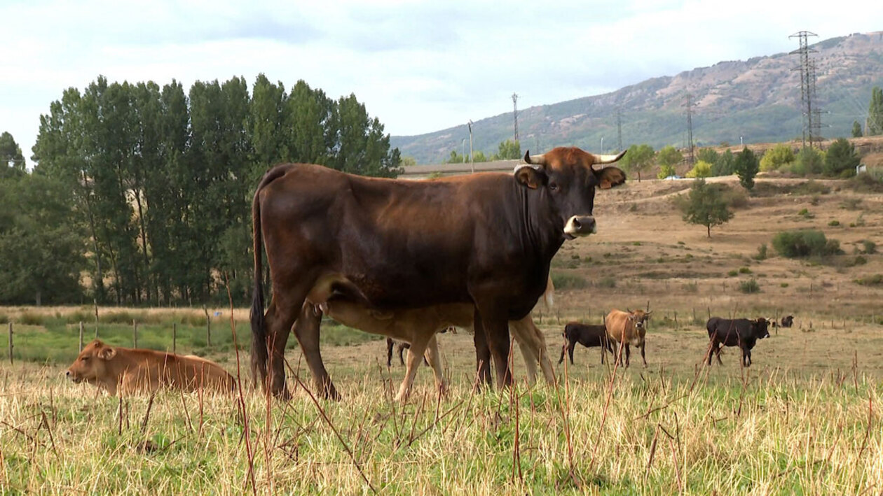 La vaca mantequera regresa al catálogo oficial de razas ganaderas