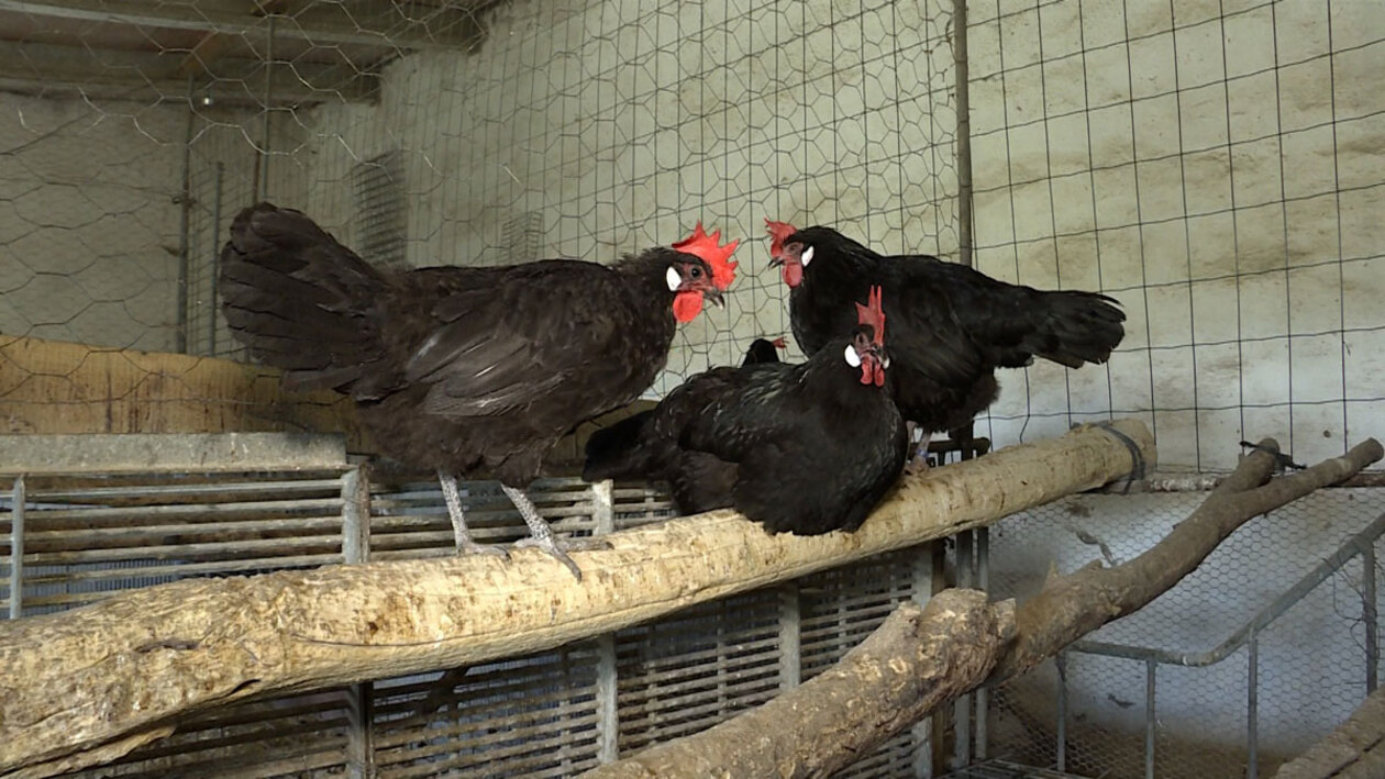 El huevo de Colón era de gallina castellana negra