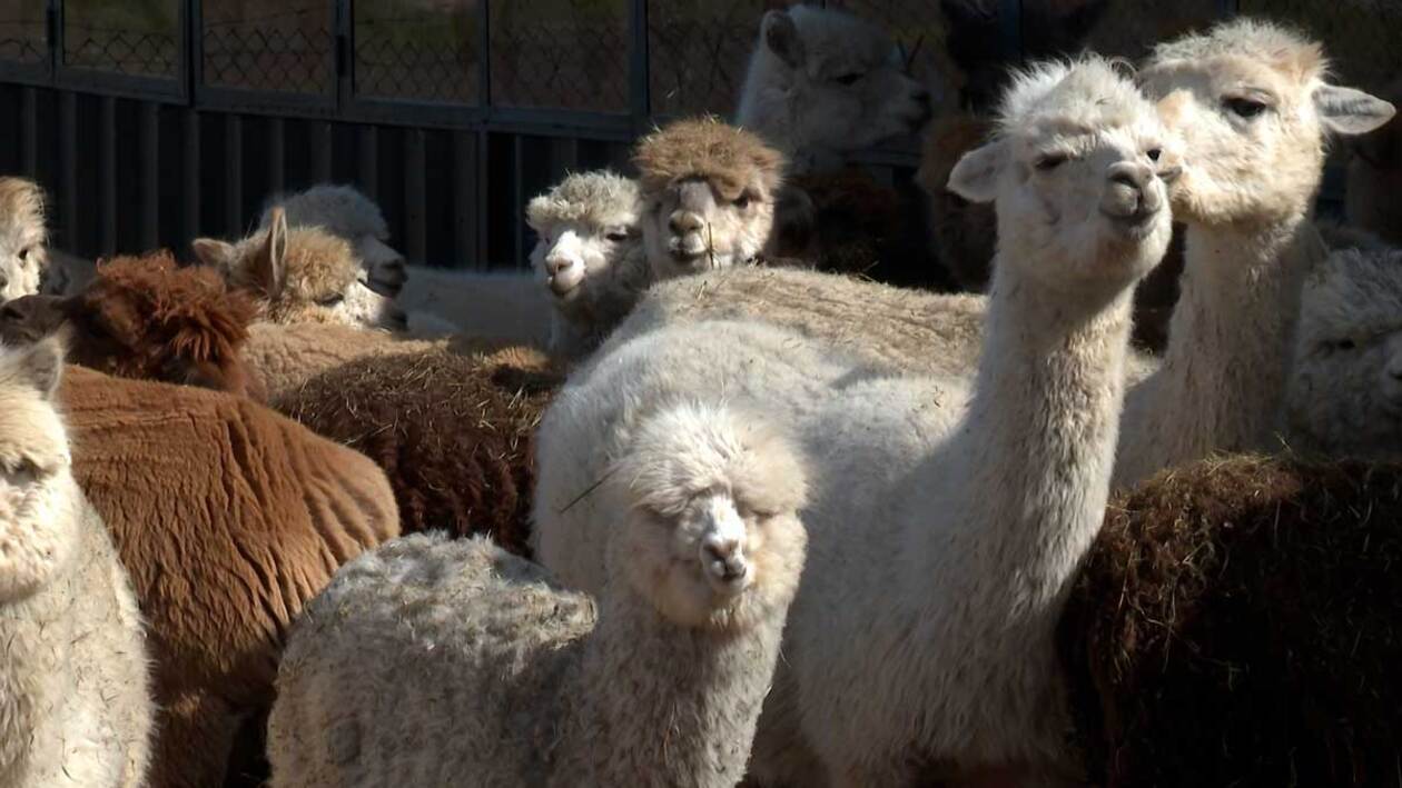 En la montaña palentina también se pastorean alpacas
