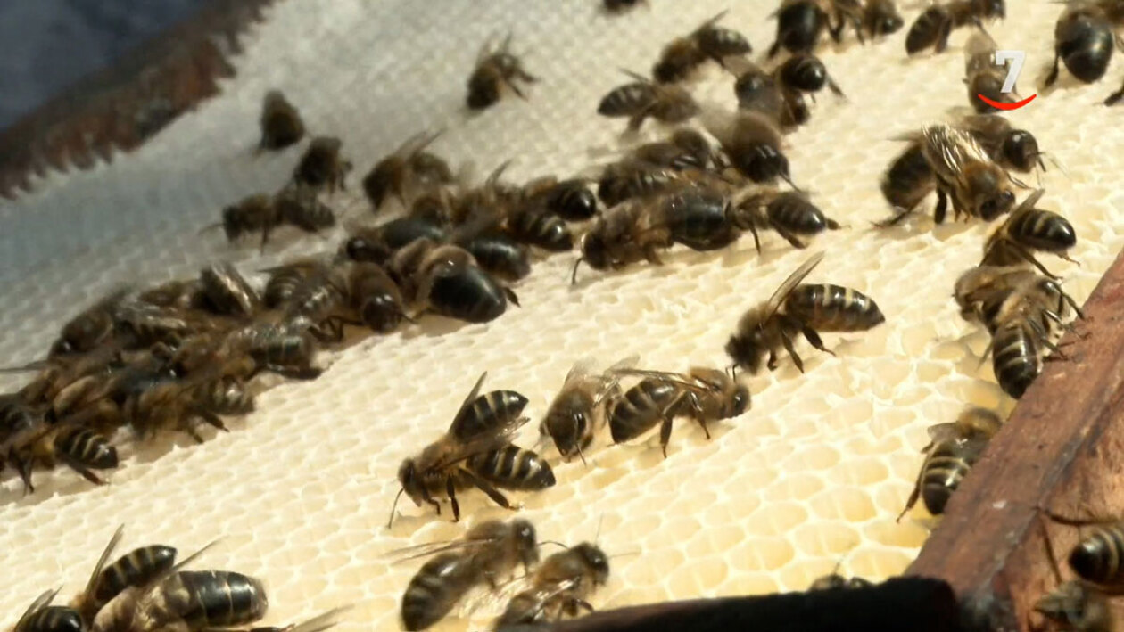 El reto de proteger a la abeja negra ibérica