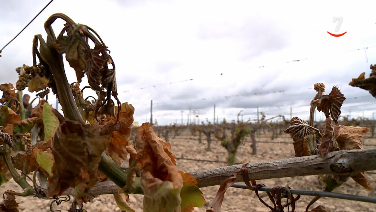 Siniestros por encima del 90% en viñas de Rueda y Ribera del Duero por las heladas