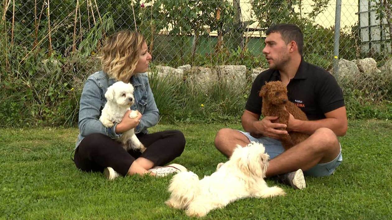 Más perros, pero más pequeños