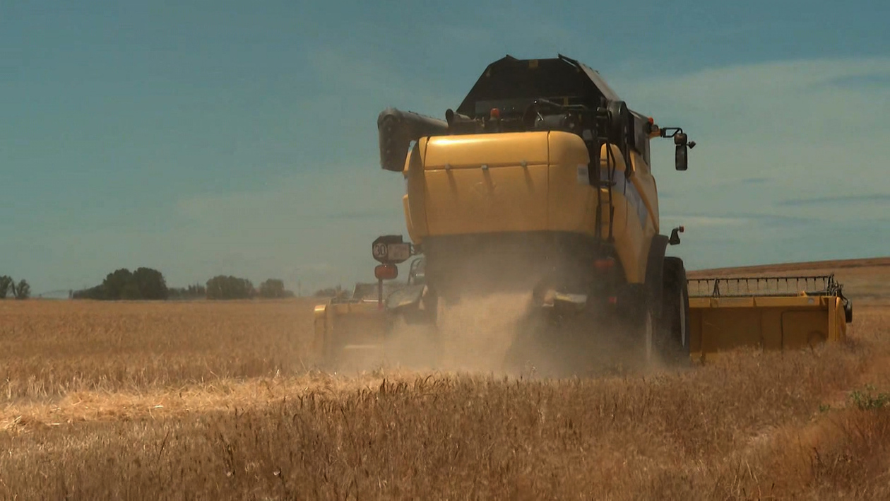 El calor extremo golpea al viñedo y al cereal con pérdidas millonarias y desánimo en el sector