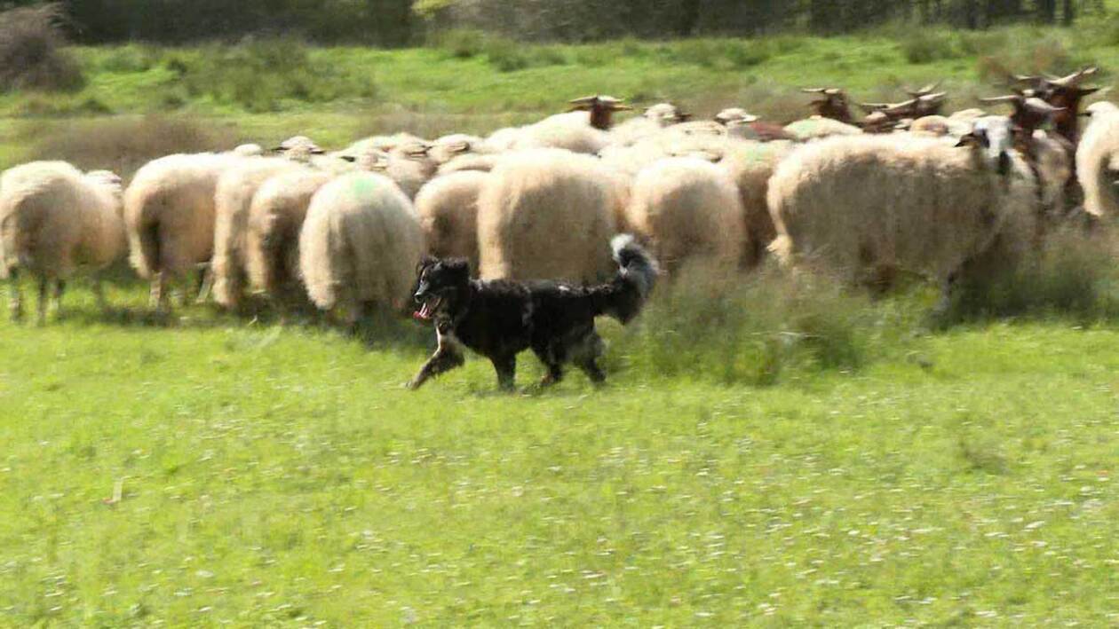 Multifacético carea