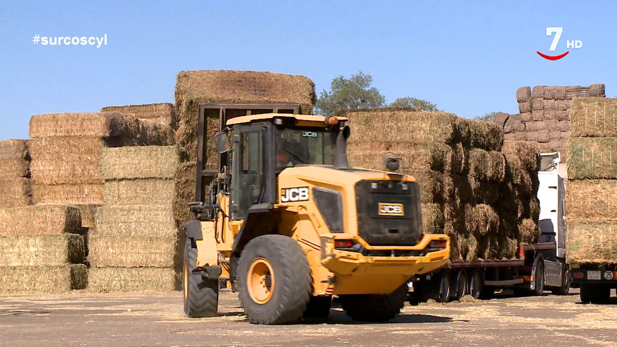 Los aranceles de Trump pueden beneficiar al forraje español