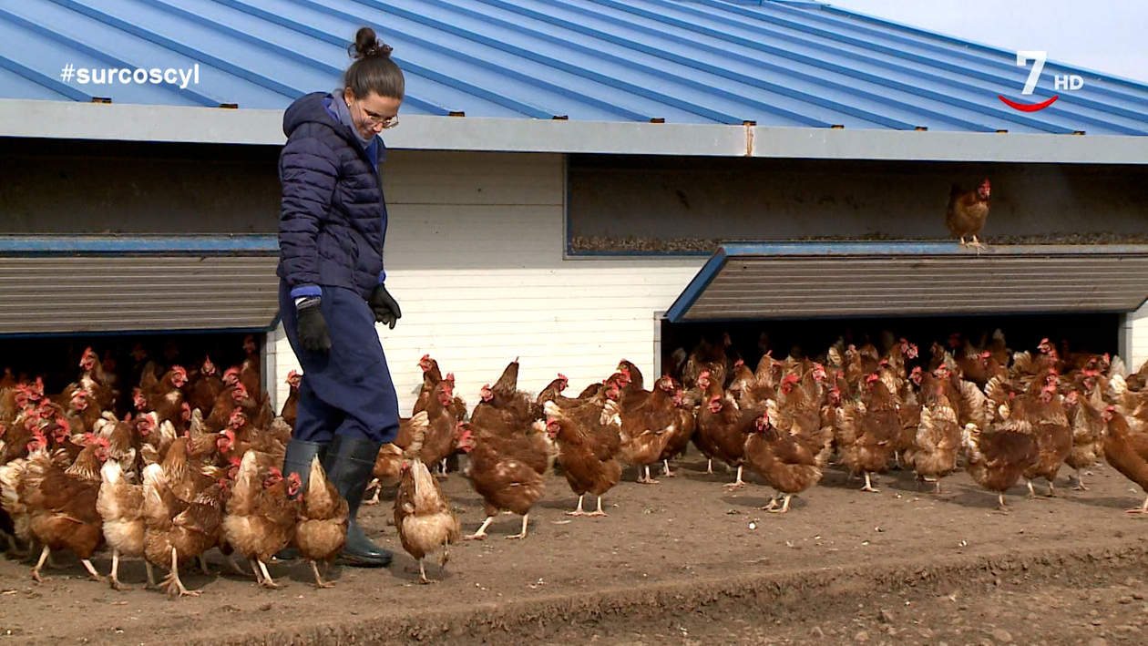 María dejó su trabajo como profesora y apostó por... ¡las gallinas!