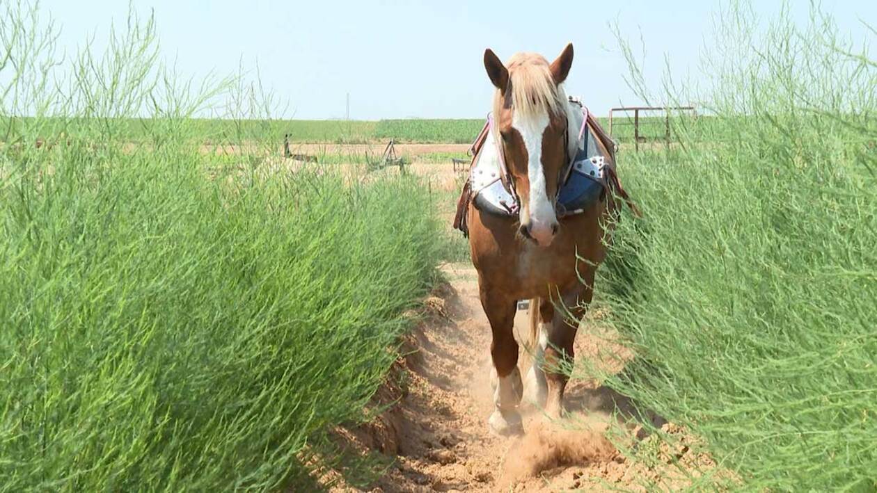 Tracción a las cuatro patas