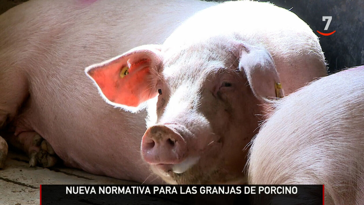 Medio millón de gasto para adaptar las granjas de porcino a la Ley de Bienestar Animal