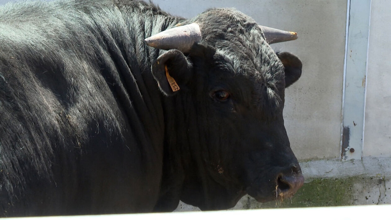 Ha nacido para semental