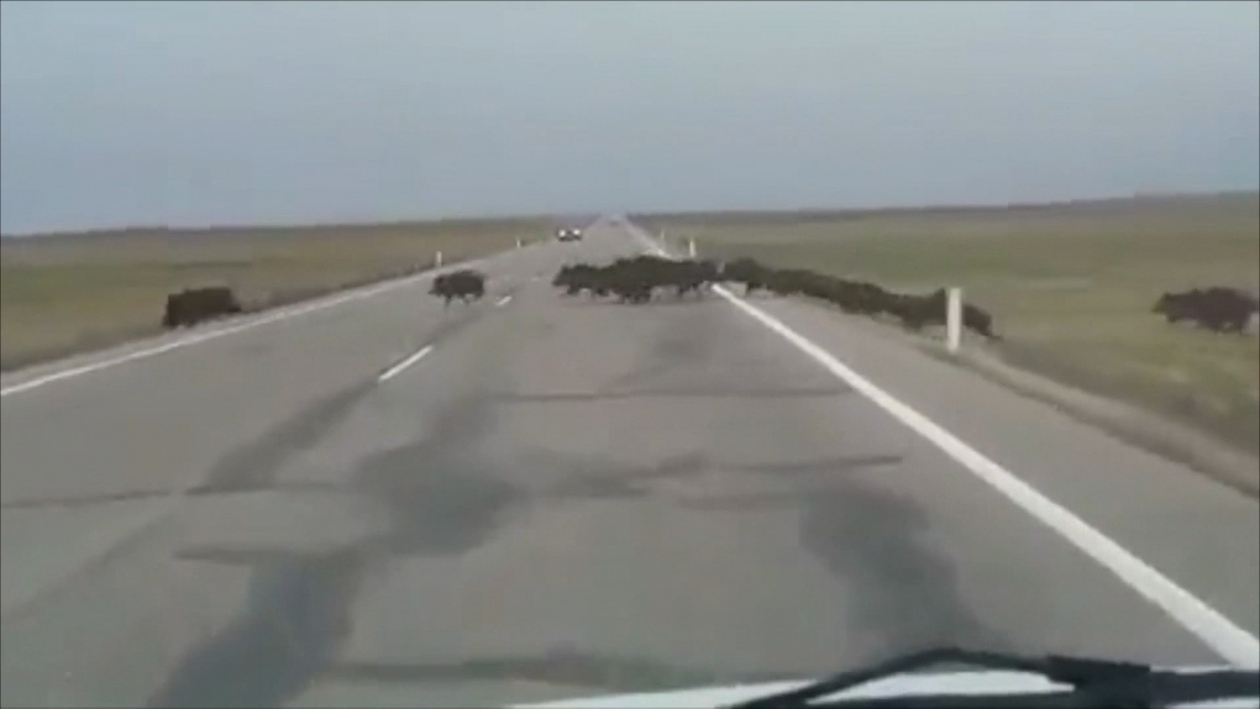 Castilla y León concentra el 23% de los accidentes de tráfico provocados por animales salvajes