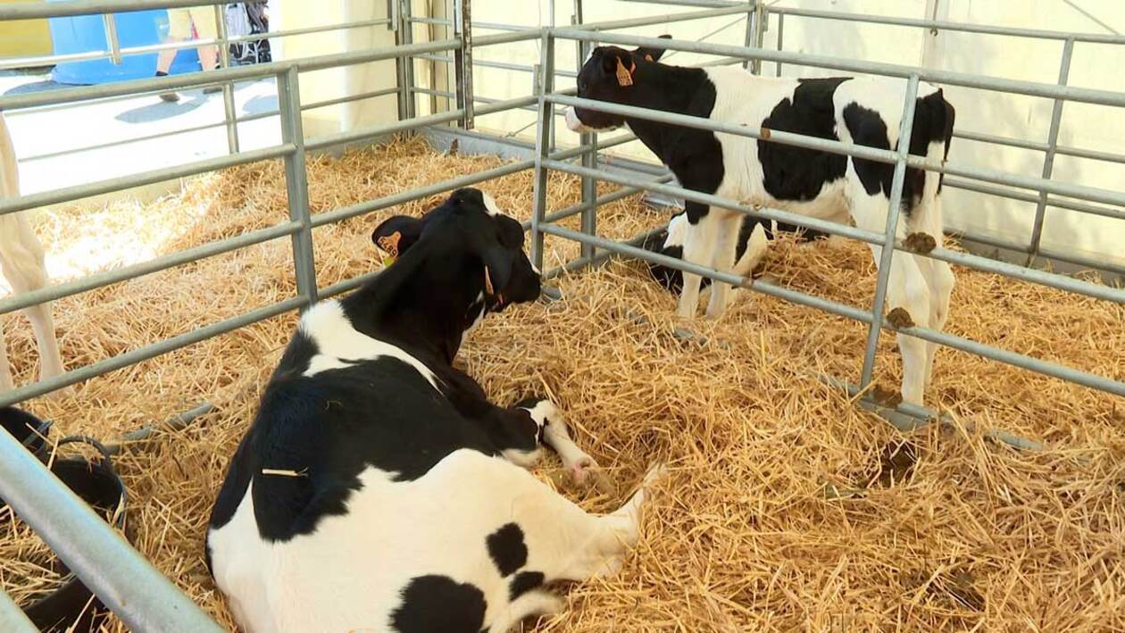Las mejores galas para la feria