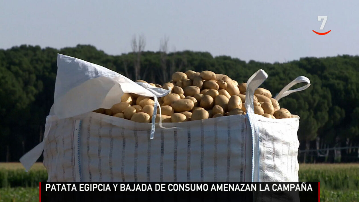 Problemas para los productores de patata: importaciones desde Egipto y precios de las semillas