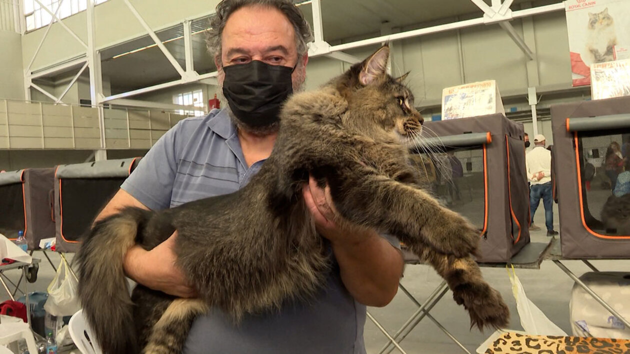 Un tipo de gato para cada tipo de dueño