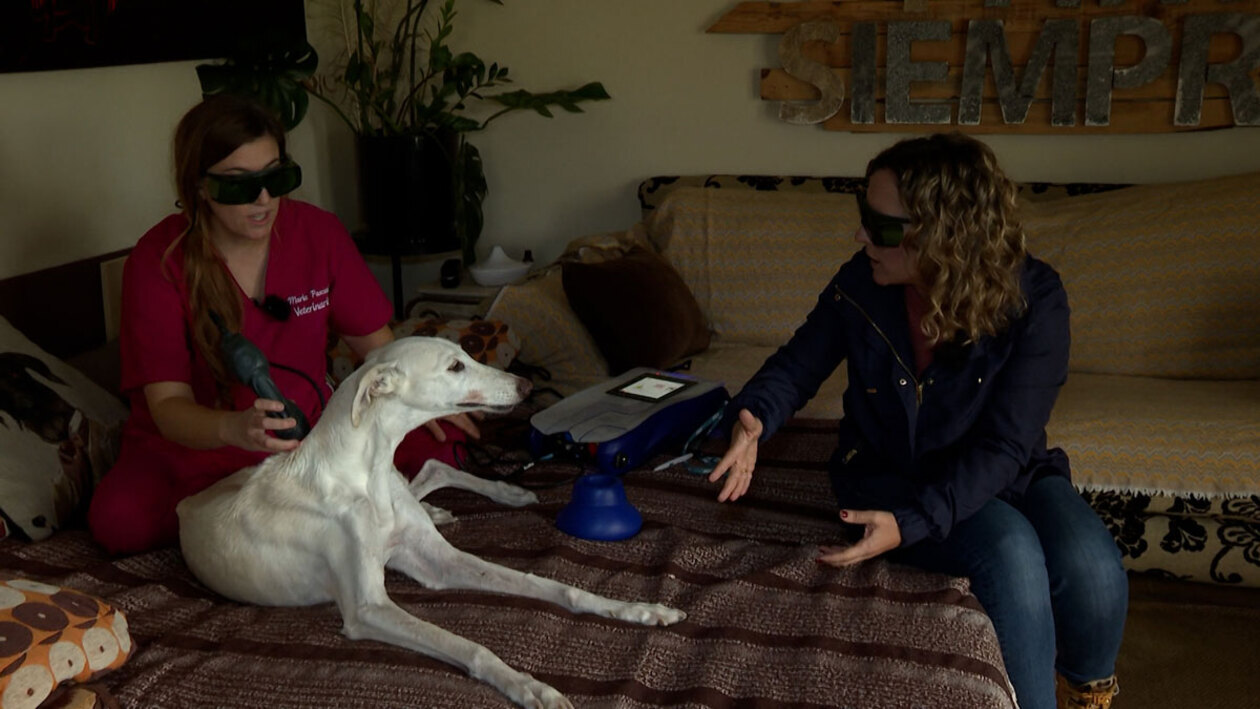 Fisioterapia animal y a domicilio