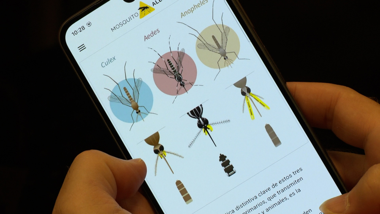 La app que rastrea la expansión del mosquito tigre y el virus del Nilo