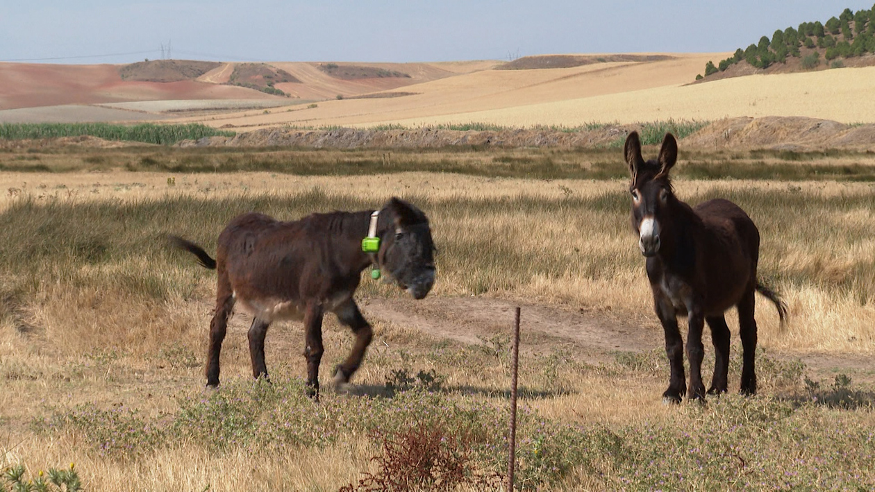 La historia del burro zamorano 'Royal Gift'