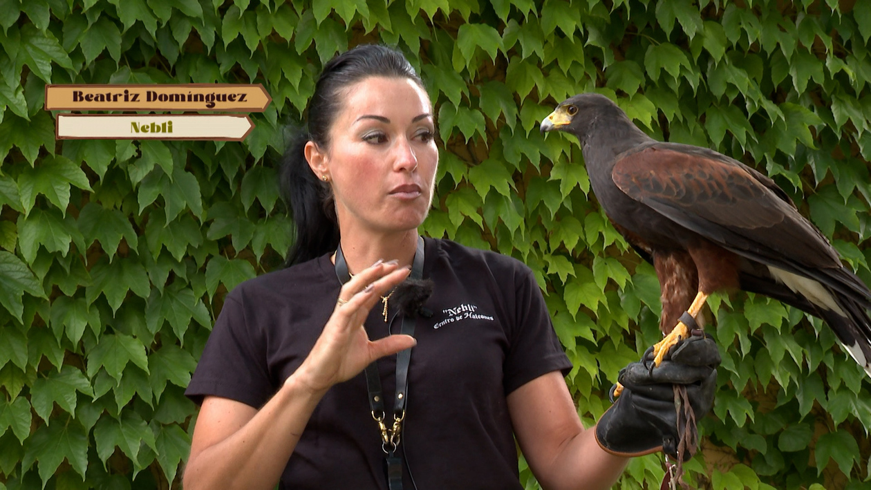 Es uno de los centros de cría de halcones más grandes de España y está en Castilla y León
