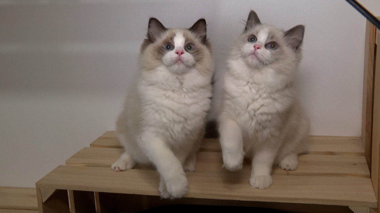 Nueva normativa para nuestros perros y gatos