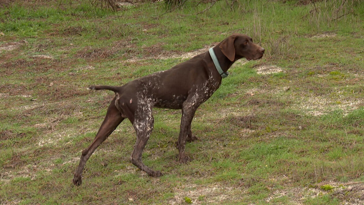 El braco, un tesoro alemán