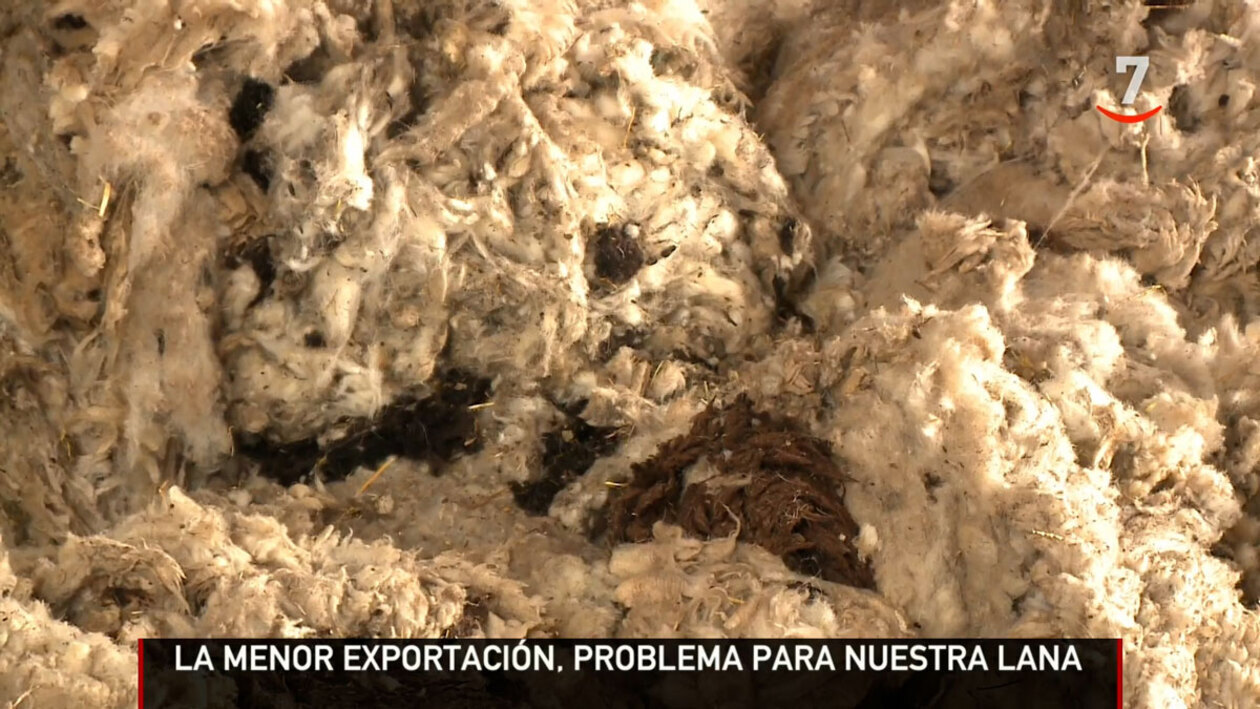 Las exportaciones de lana han caído a cifras preocupantes