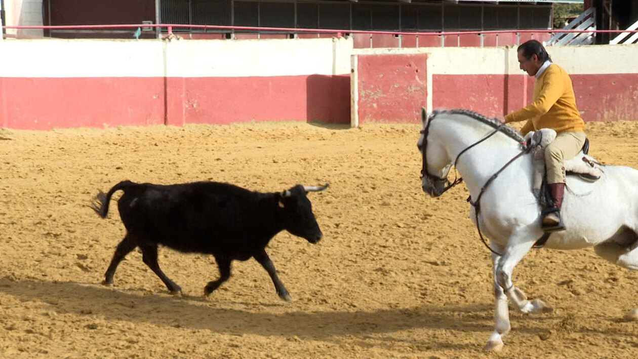 Caballos toreros, caballos de rejoneo