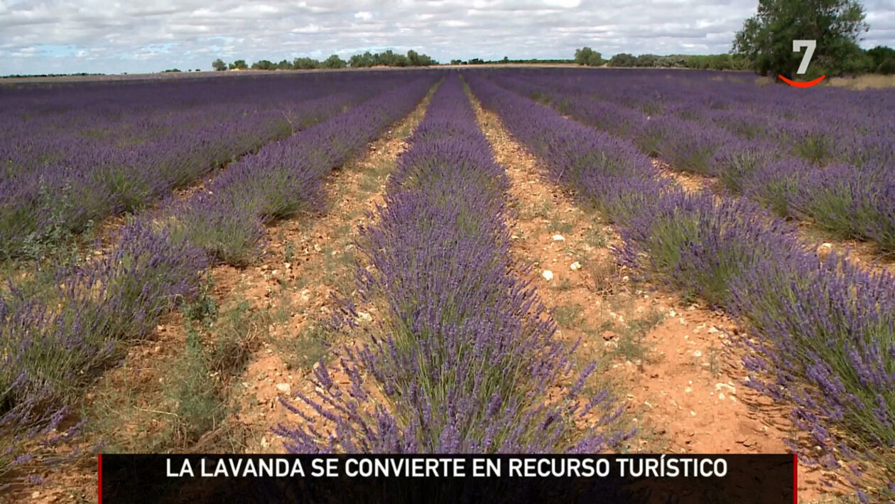 Los campos de lavanda duplican cada año su atractivo turístico