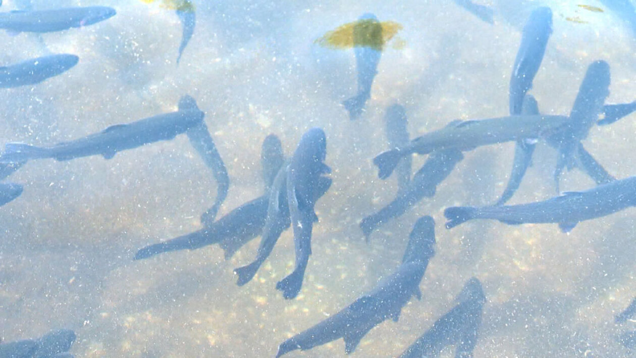 Trucha en mayo y el resto del año