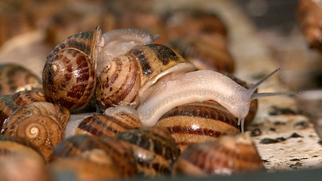 Los cuernos de Gredos