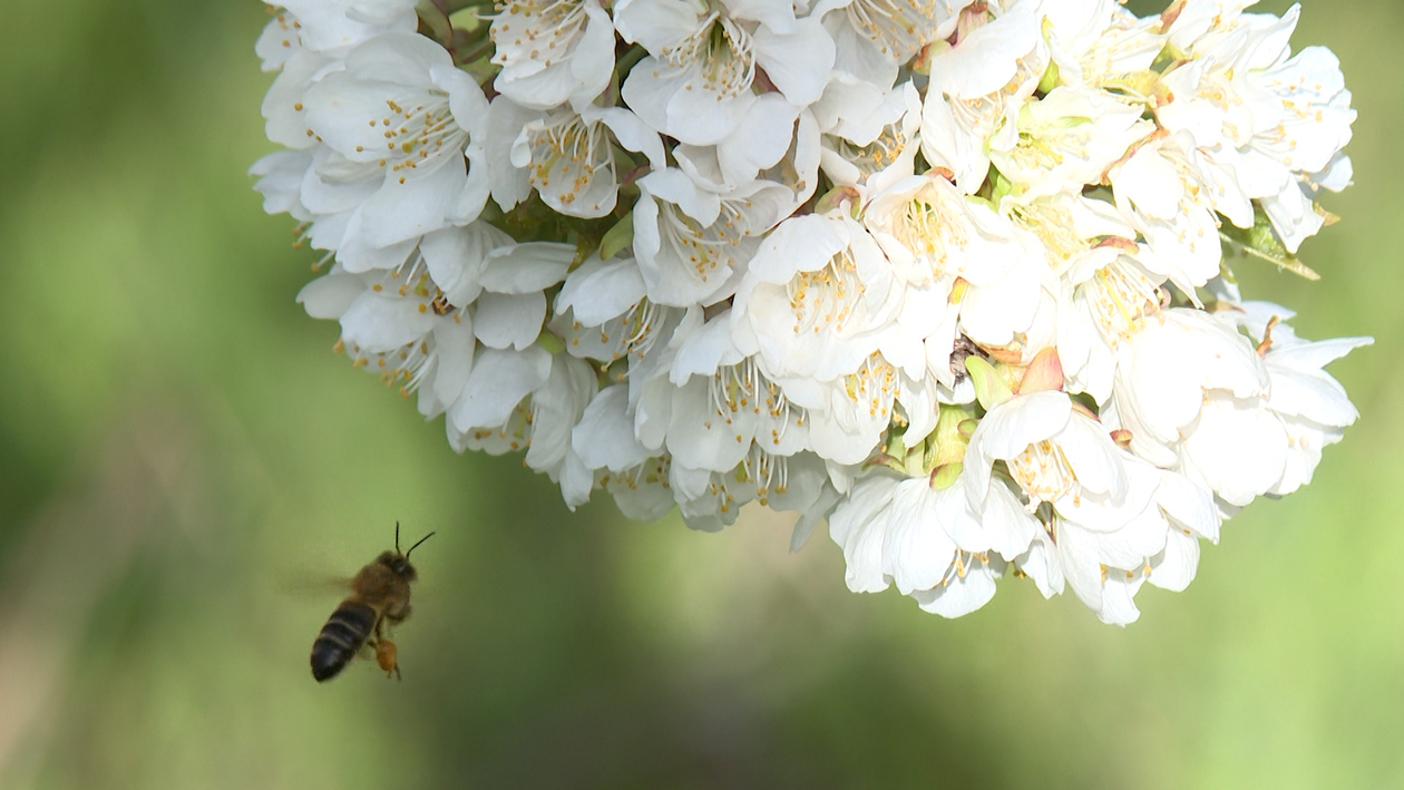 El valle de las Caderechas muda en un mar blanco de flores