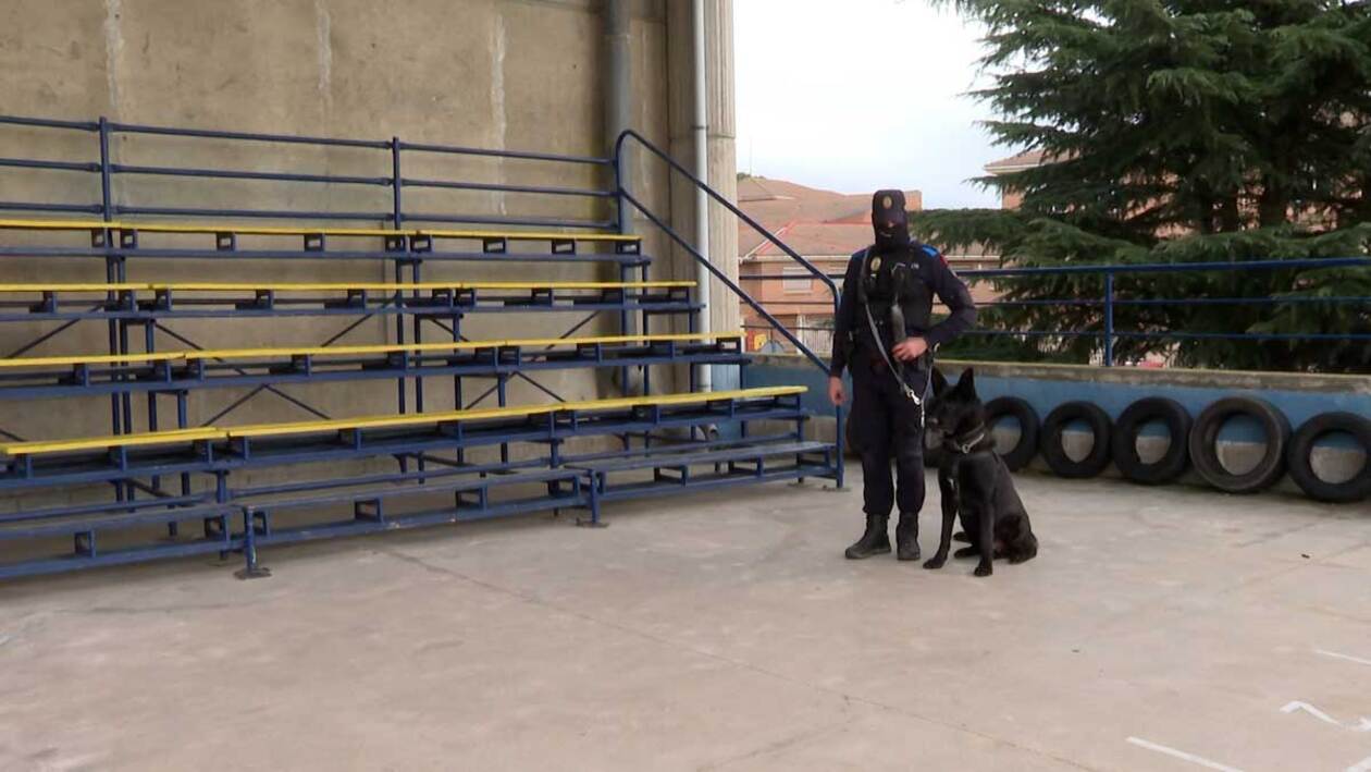 Auténticos perros de servicio