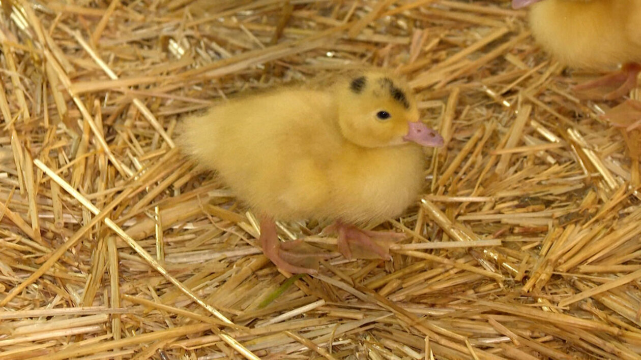 Tierra de campos y de patos