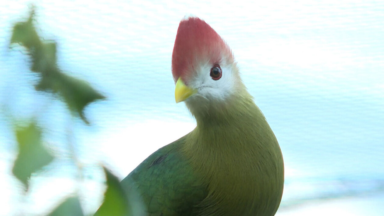 Un exótico aviario en medio de la meseta