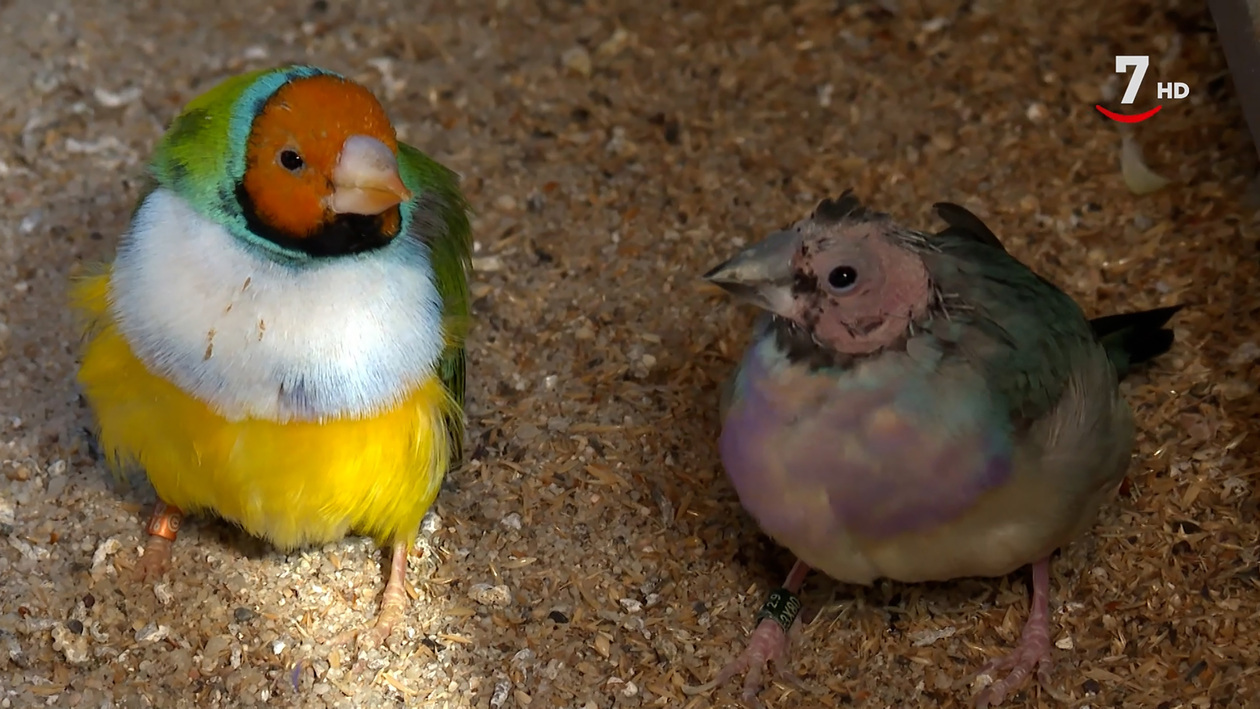 Ninfas, agapornis, diamantes, palomas enanas... la fauna del Campo Grande de Valladolid