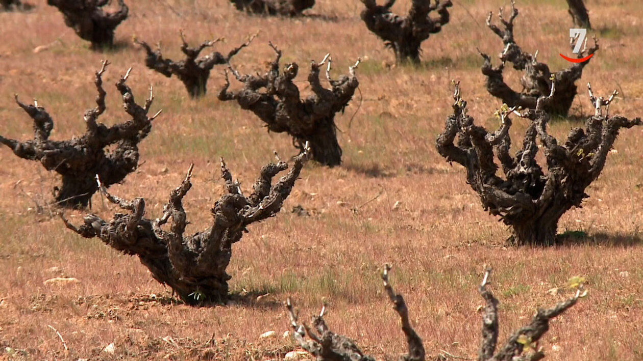 Cómo convertir un viñedo de vaso a espaldera
