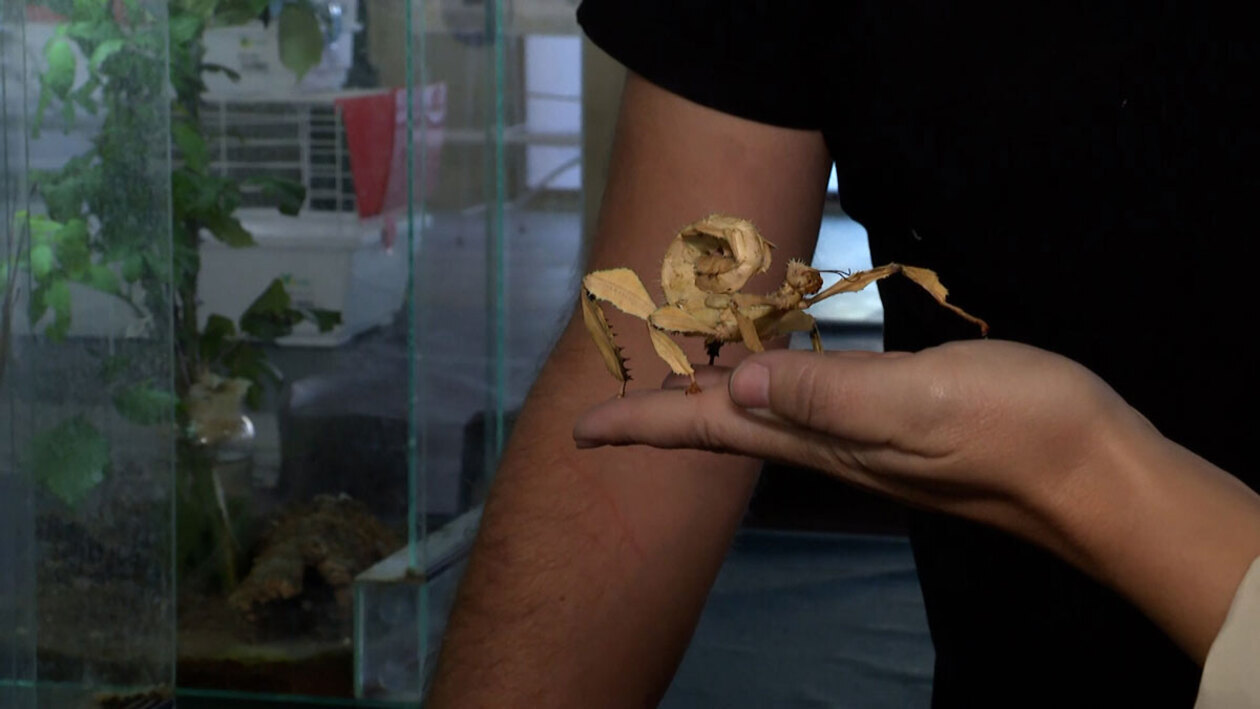 Entomofagia en familia