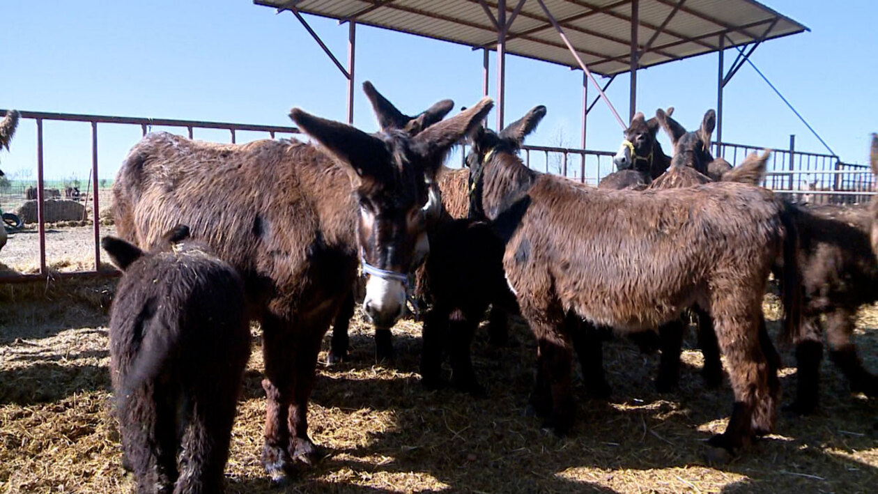 Cleopatra ya lo sabía